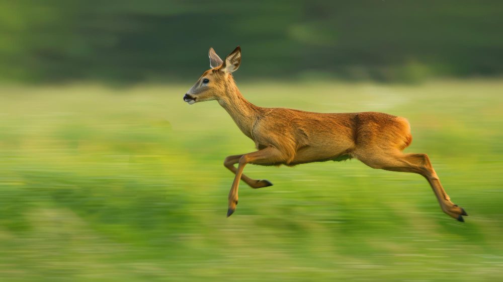 Persistence Hunting_2