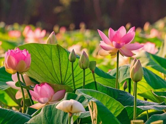 Vietnamese lotus flower