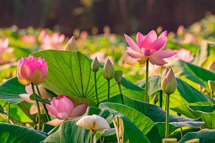 Vietnamese lotus flower