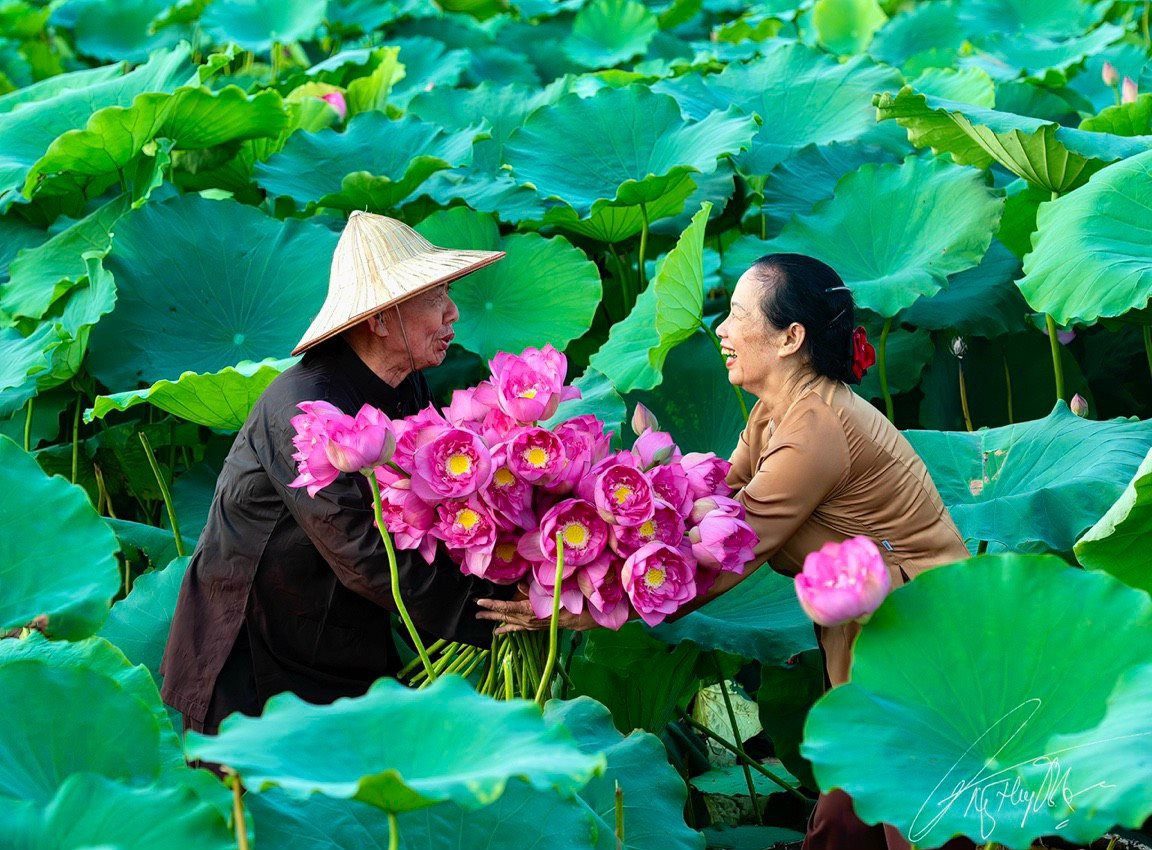 Vietnam national flower_5