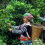 Vietnamese herbal medicine_thumb
