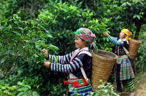 Vietnamese herbal medicine_thumb