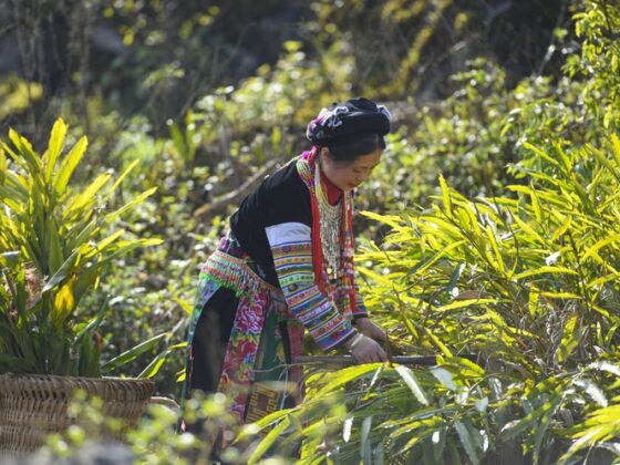Vietnamese herbal medicine_thumb