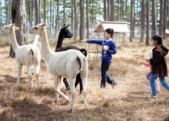 things to do in Da Lat with kids_thumb