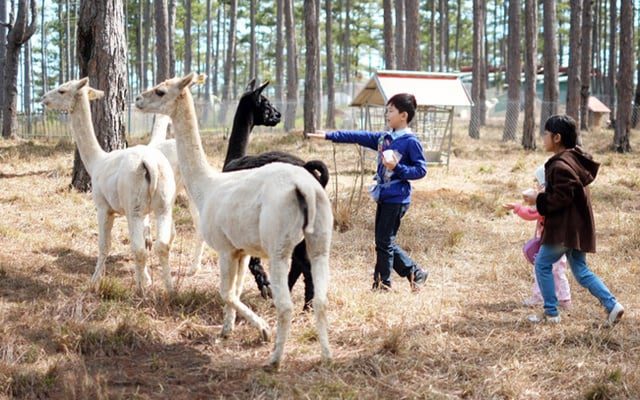 things to do in Da Lat with kids_thumb