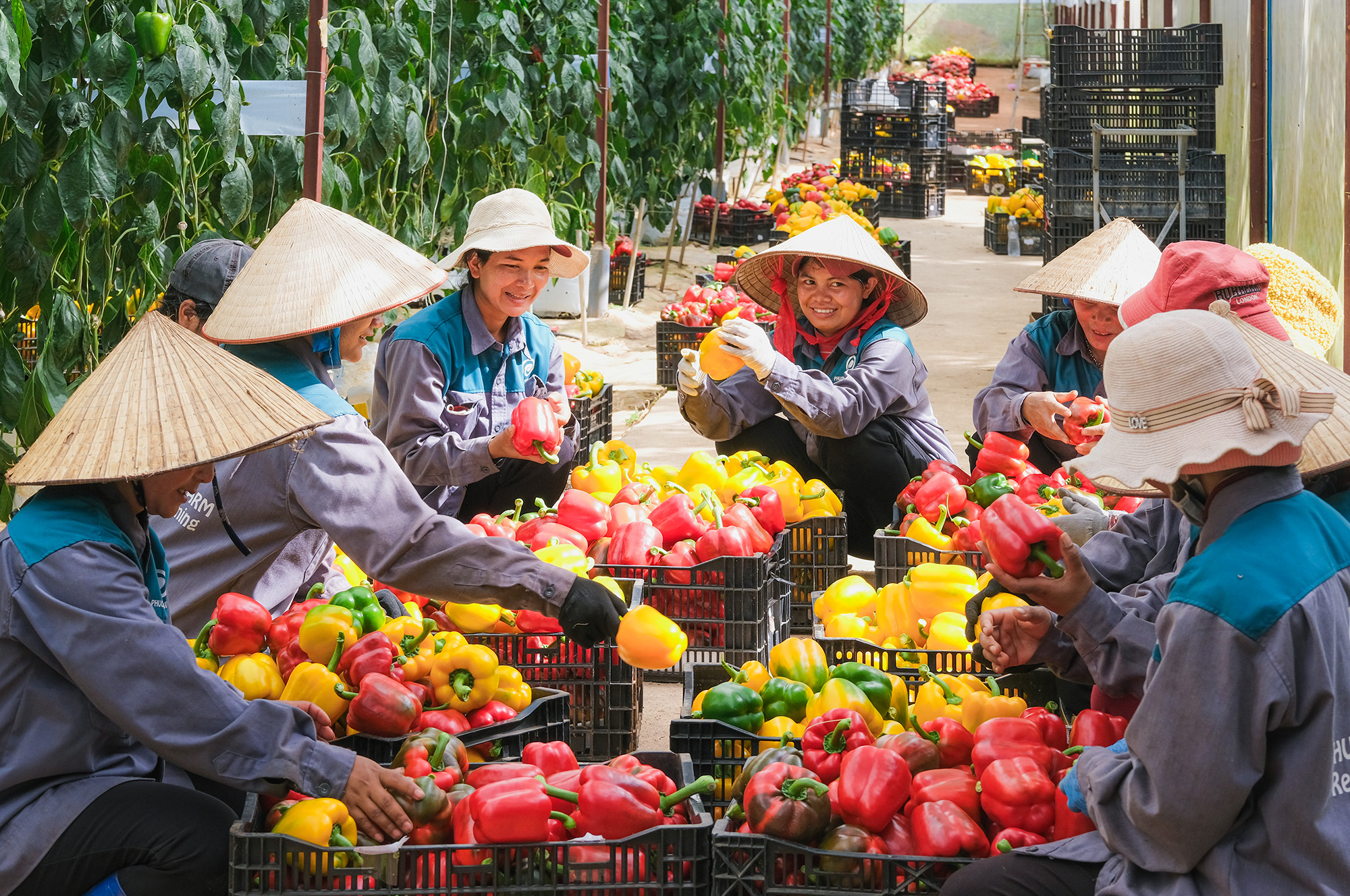 nong-dan-phuong-minh-farm.jpg