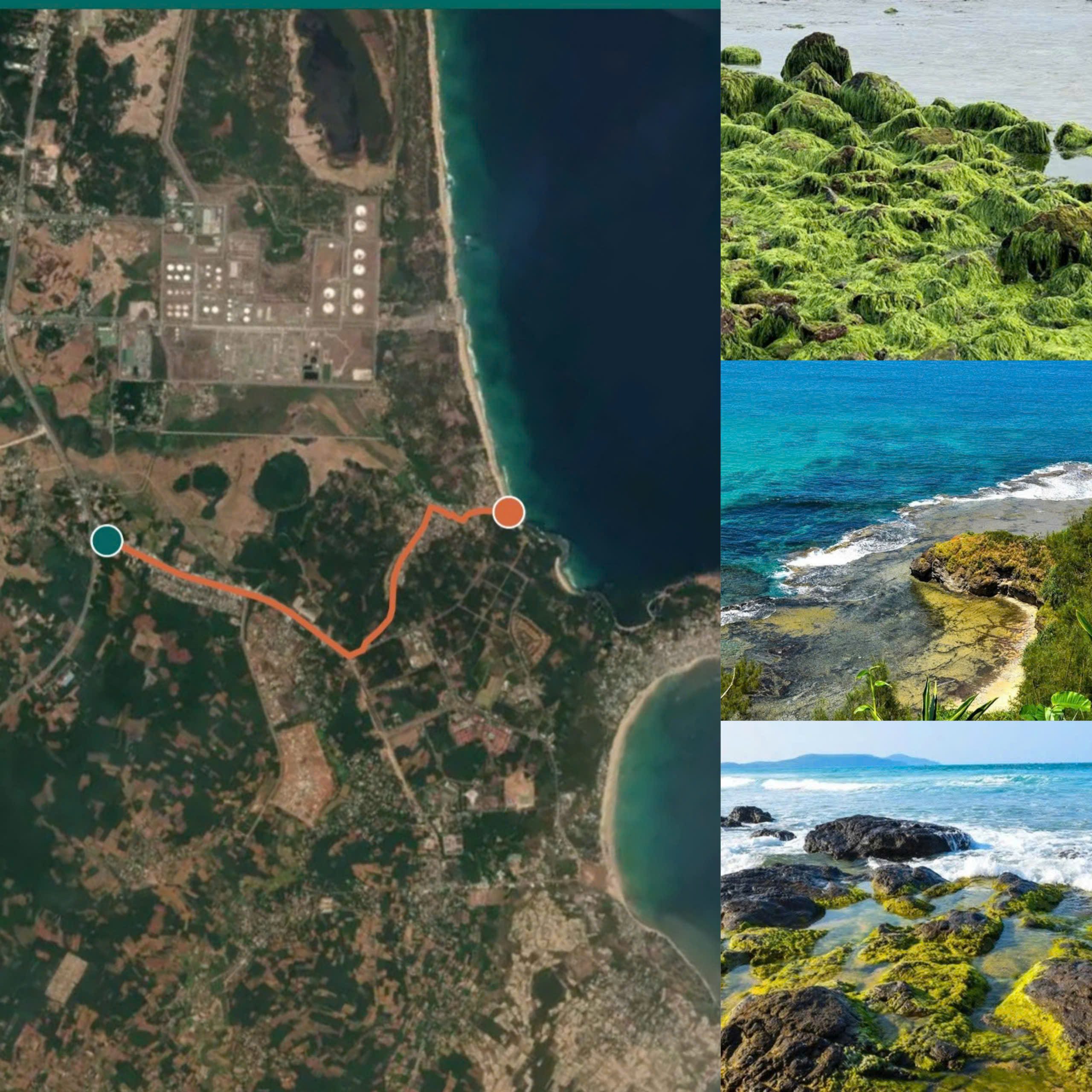 Sea moss beaches in Vietnam