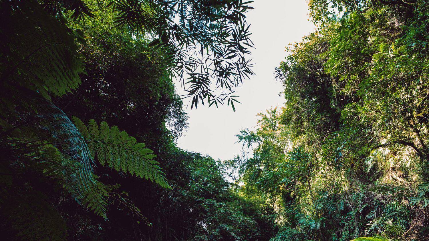 tropical forest biodiversity loss_1