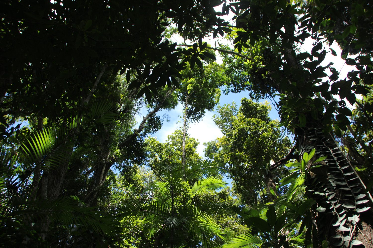 tropical forest biodiversity loss_1