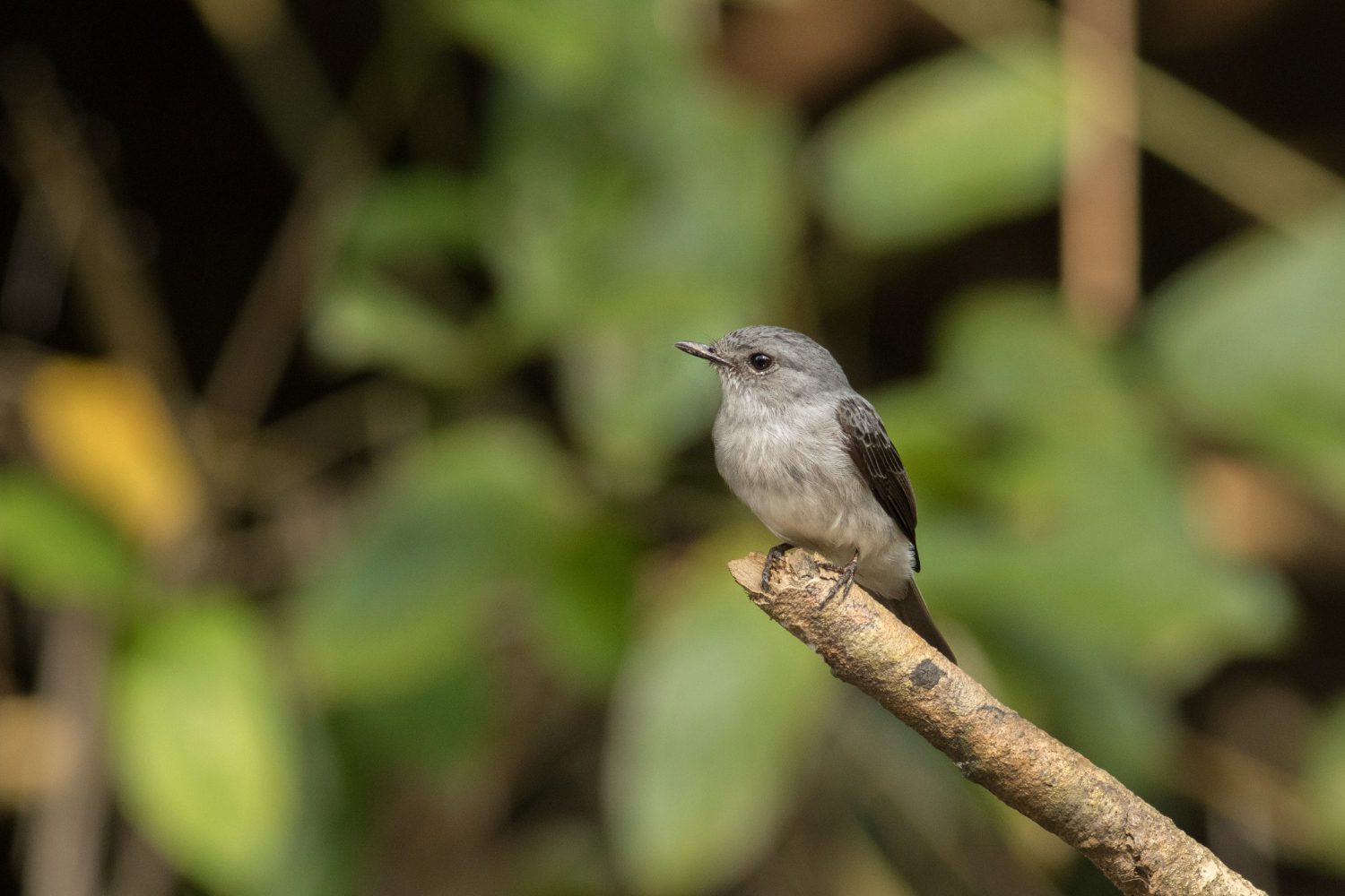 tropical forest biodiversity loss_4