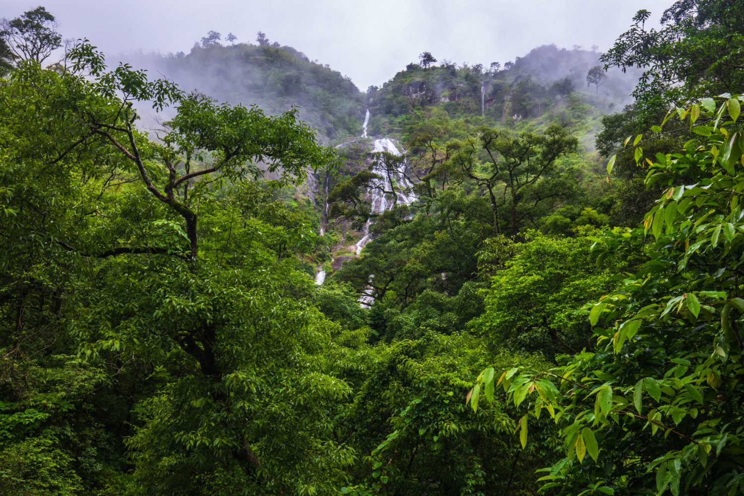 tropical forest biodiversity loss_5