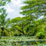tropical forest biodiversity loss_thumb