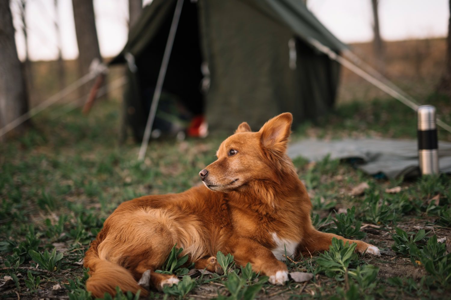 camping with pets in Vietnam_2-min