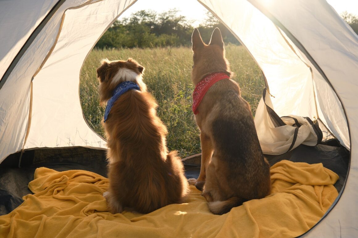 camping with pets in Vietnam_thumb-min