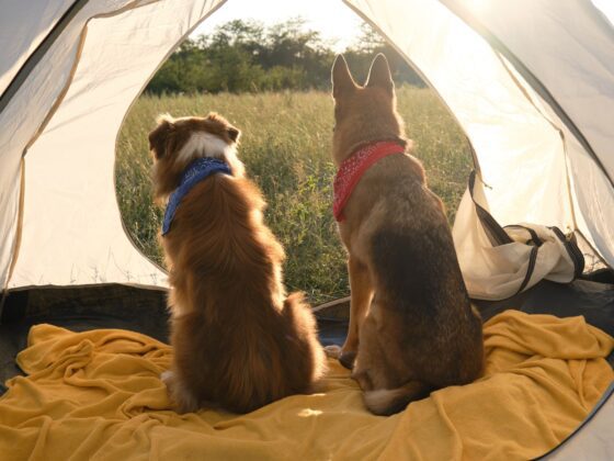 camping with pets in Vietnam_thumb-min