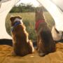 camping with pets in Vietnam_thumb-min