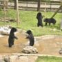 bear rescue center Vietnam_thumb-min