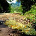 butterfly season in Vietnam