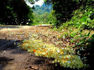 butterfly season in Vietnam