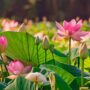 Vietnamese lotus flower