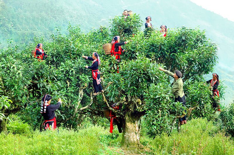 Vietnamese herbal medicine_1