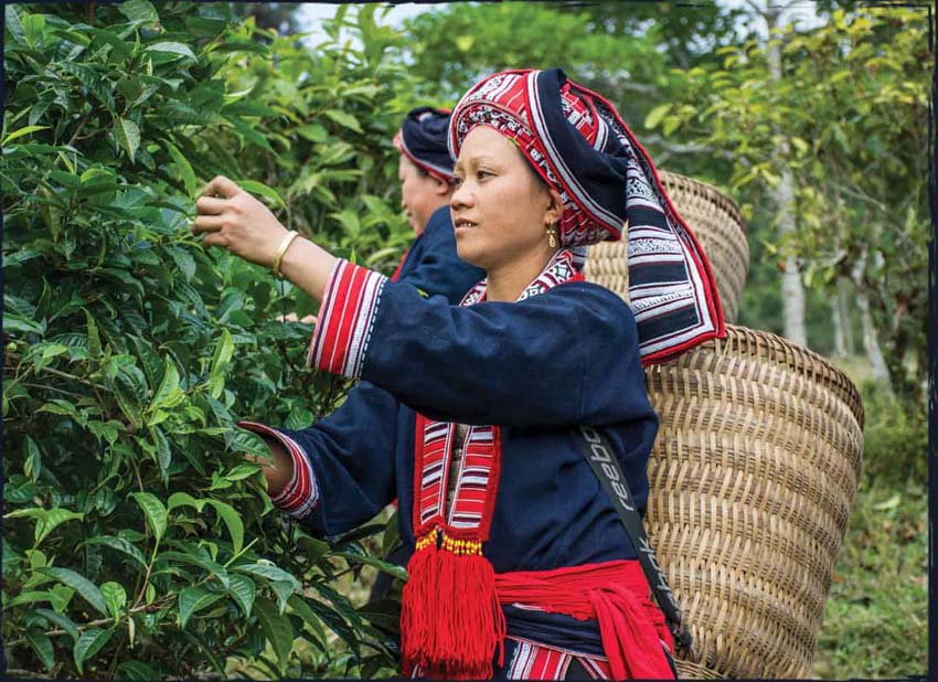 Vietnamese herbal medicine_2