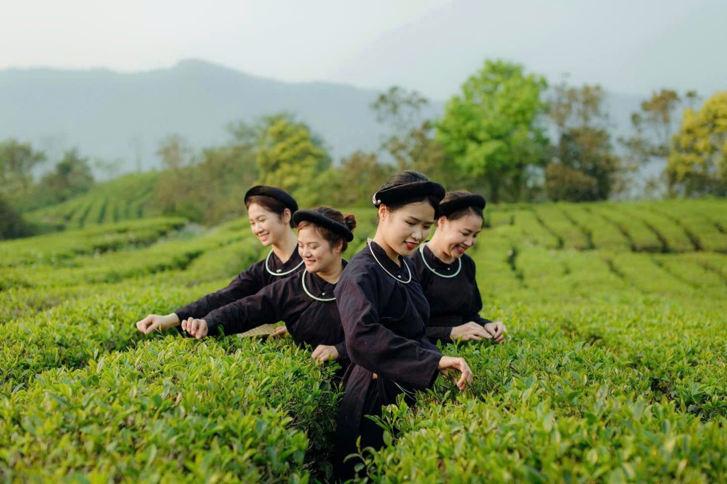 Vietnamese herbal medicine_3