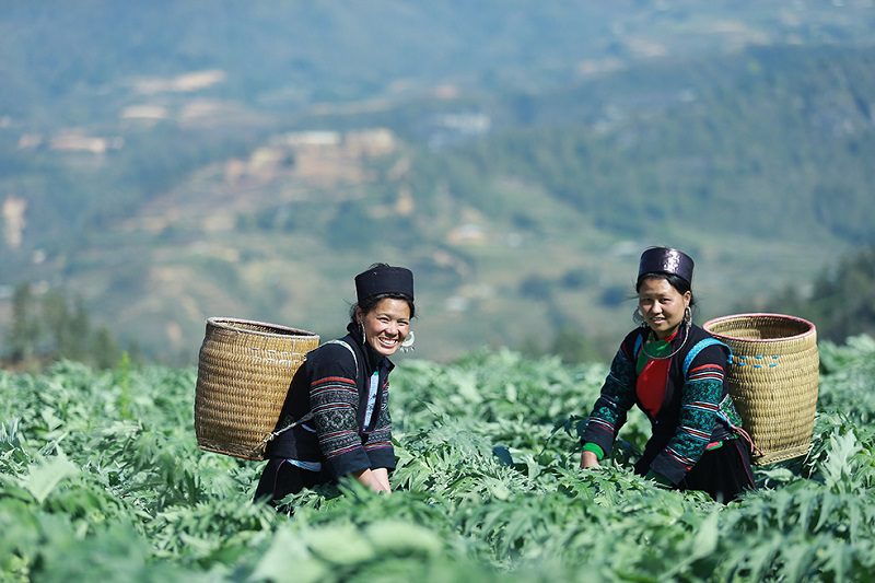 Vietnamese herbal medicine_4