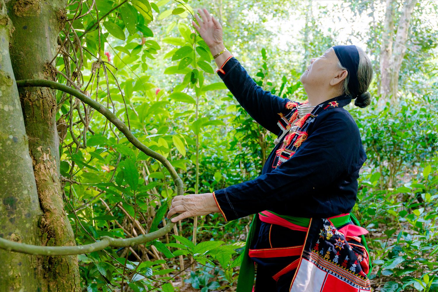 Vietnamese herbal medicine_5