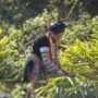 Vietnamese herbal medicine_thumb