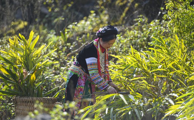 Vietnamese herbal medicine_thumb