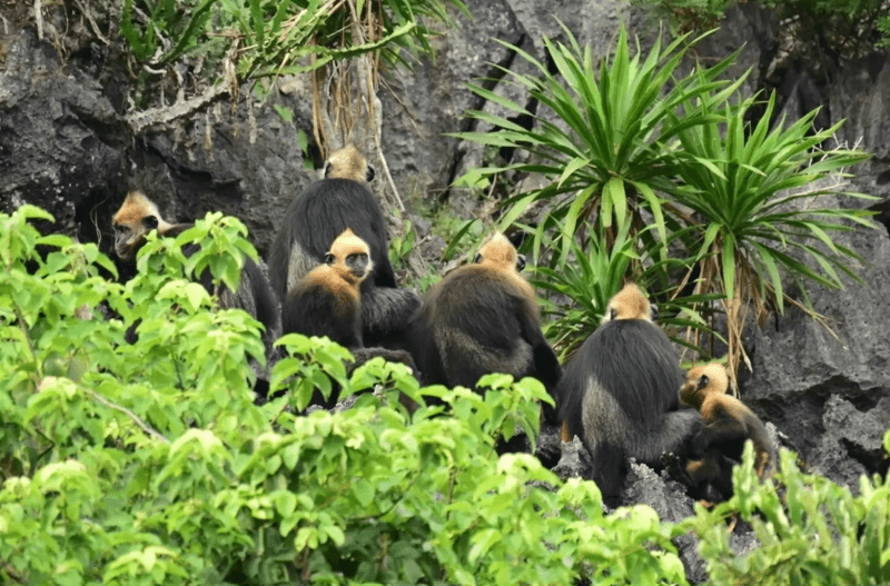 things to do on Cat Ba Island with kids_2