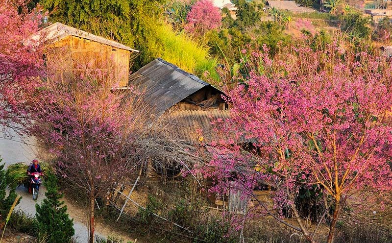 Mu Cang Chai ecotourism_3