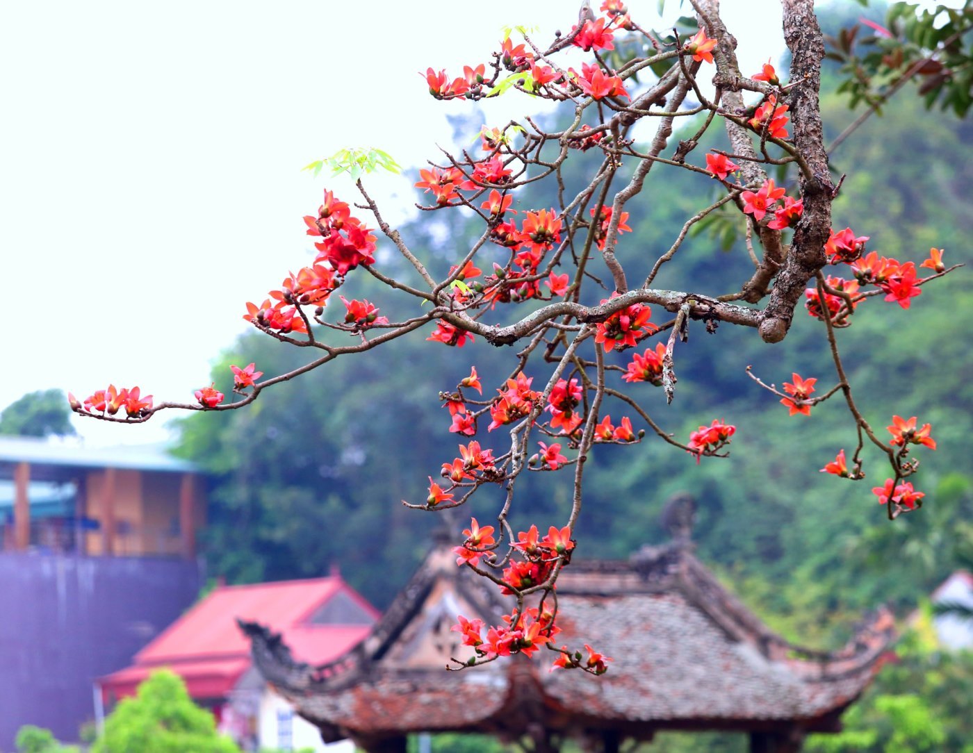 benefits of silence in nature_6