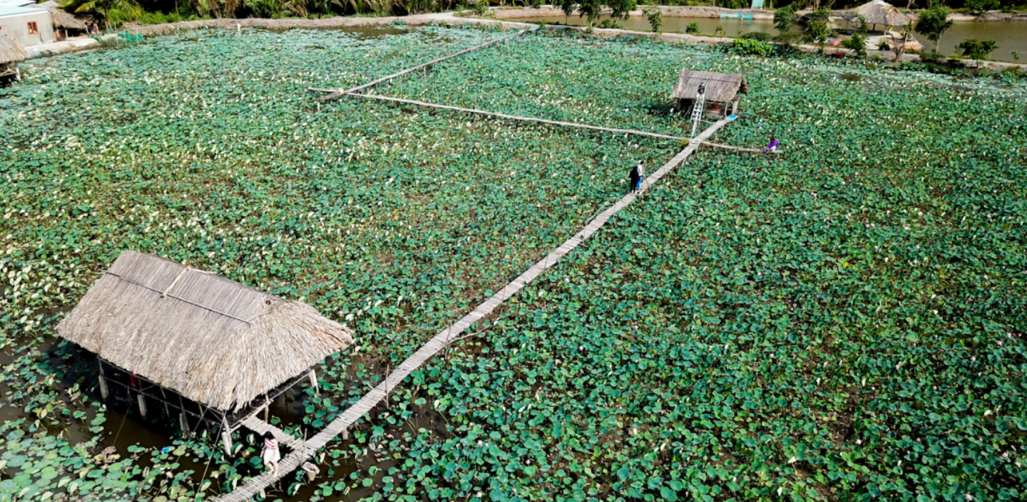 Lotus Pond in Vietnam