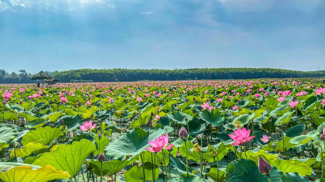 Lotus Pond in Vietnam