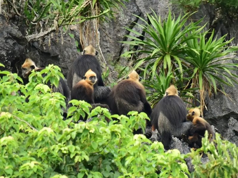 things to do in Ha Long Bay with kid_4