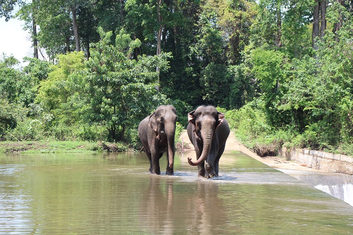 ethical elephant tourism Vietnam_1