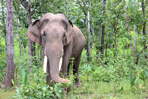 ethical elephant tourism Vietnam_2