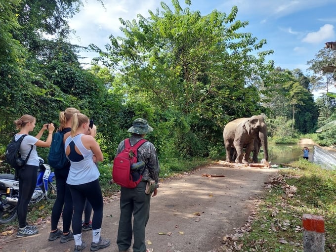 ethical elephant tourism Vietnam_3
