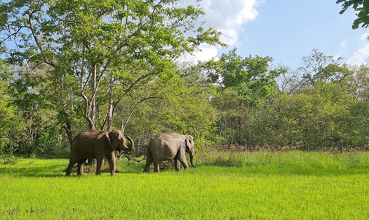 ethical elephant tourism Vietnam_4
