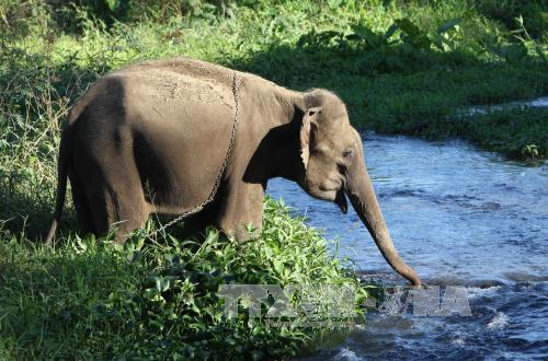 ethical elephant tourism Vietnam_6