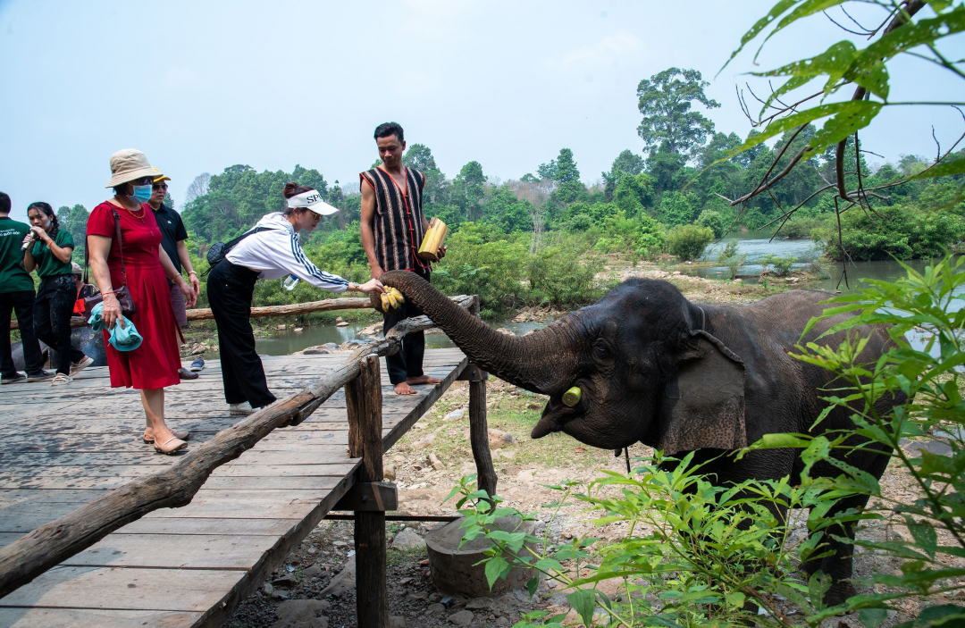 ethical elephant tourism Vietnam_8