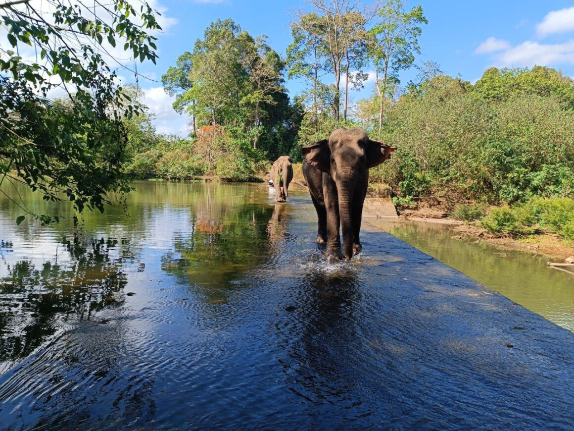 ethical elephant tourism Vietnam_thumb