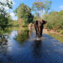 ethical elephant tourism Vietnam_thumb