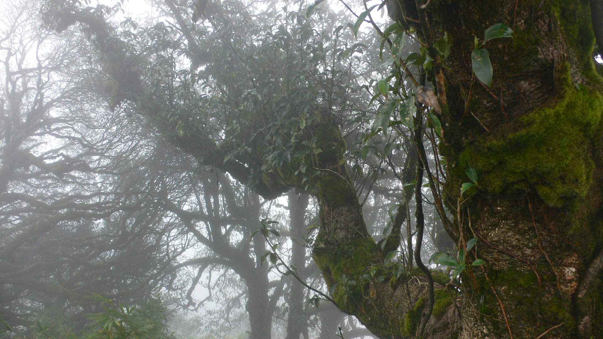 Phia Oắc National Park