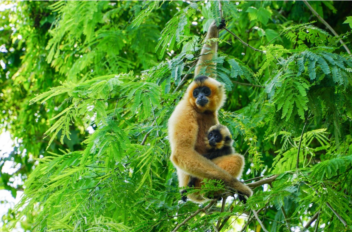 Nam Cát Tiên gibbon watching_1