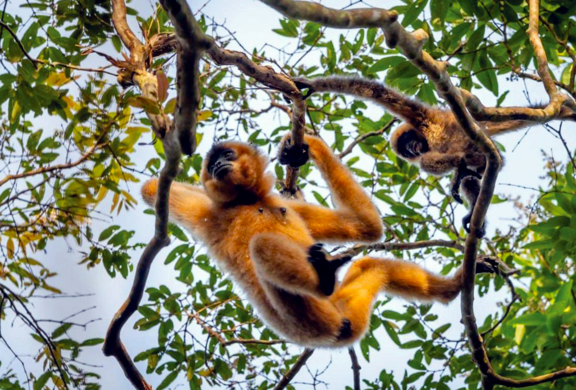 Nam Cát Tiên gibbon watching_3