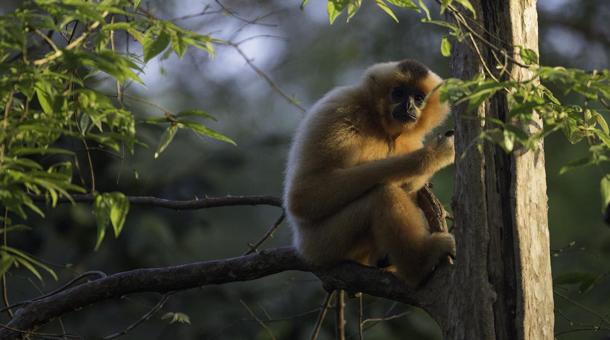 Nam Cát Tiên gibbon watching_4
