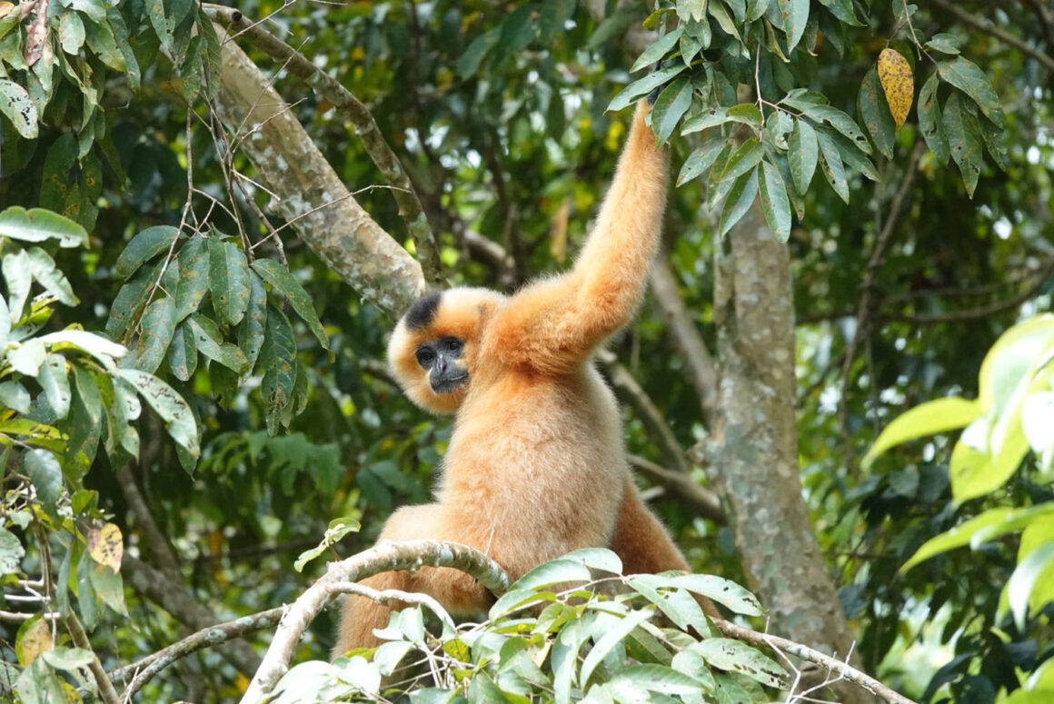 Nam Cát Tiên gibbon watching_thumb